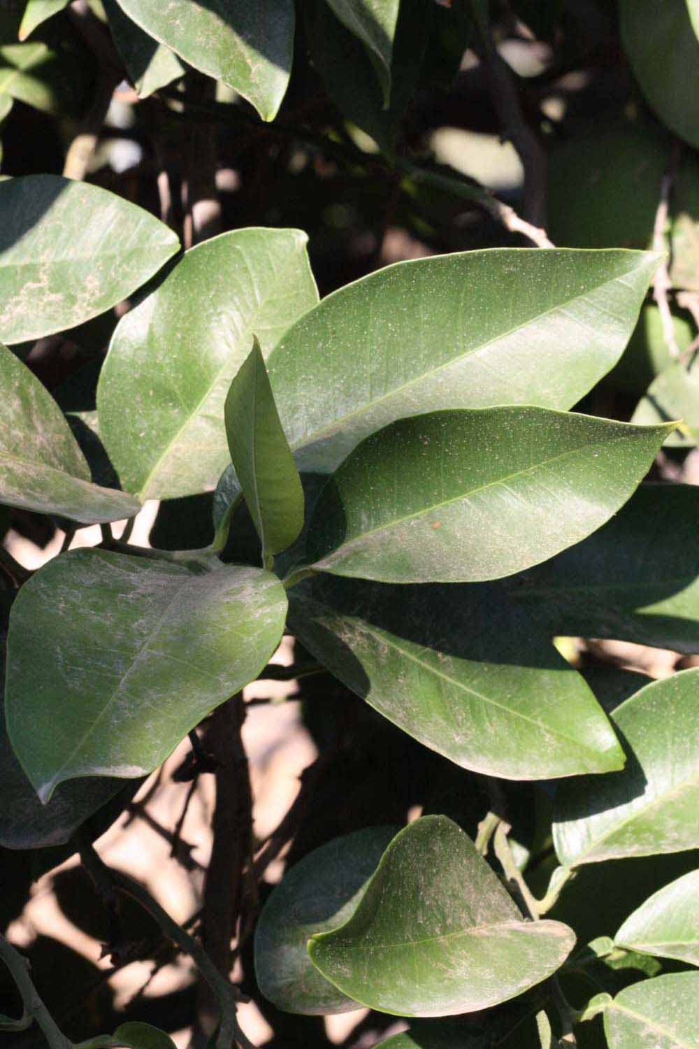            Sun leaves (Riverside, CA)   